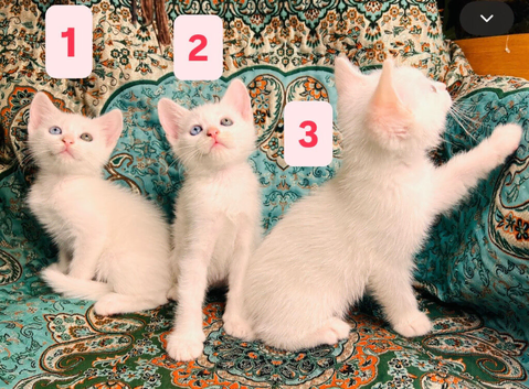 Turkish Angora cross, 6 x Kittens, reserve your own kitten now. Ready to go in 10 days