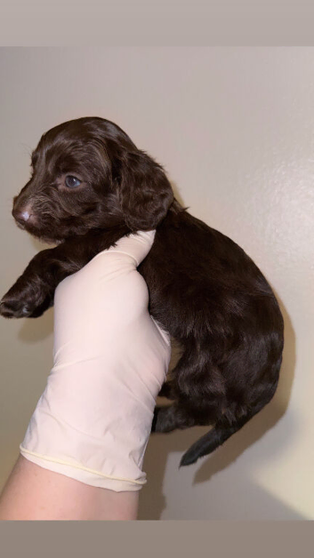 Long haired miniature dachshund