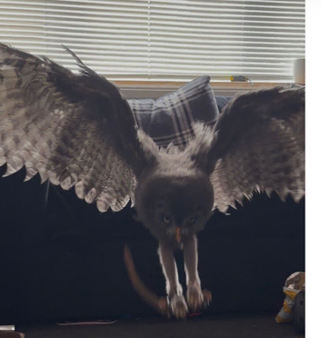 Great grey 3 months old. Imprint.