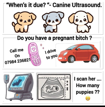 Canine ultrasound -  If your dog  is pregnant I can scan her to confirm pregnancy or tell you how many pups she is expecting .  I'm based in Abergaven