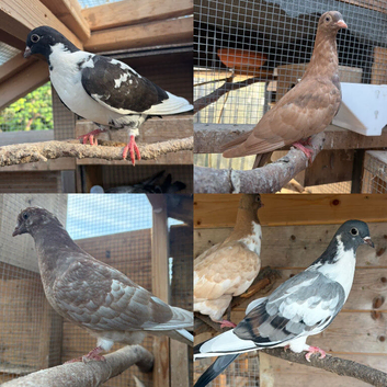 Mixed Pigeons For Sale x10
