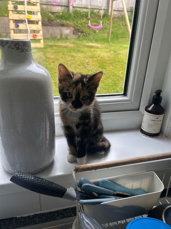 Possibly 9-10 weeks old