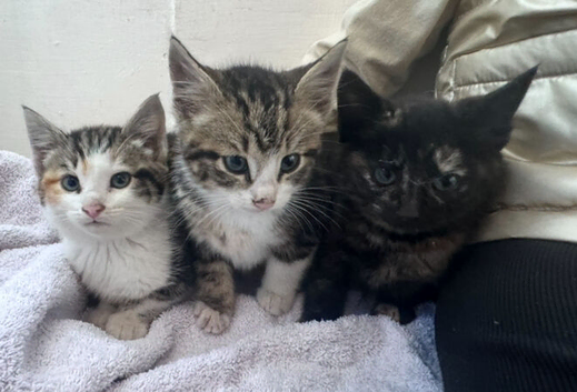 Domestic short hairs 10 weeks old kittens- 1 boy 2 girls