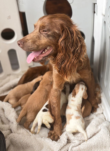 COCKER SPANIEL PUPPIES