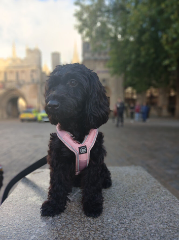 Cockerpoo