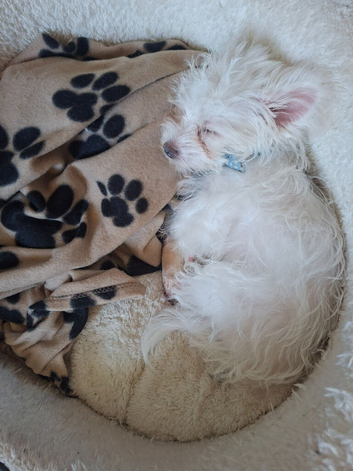 White Maltese