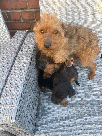 Jack Russell cross Lakeland
