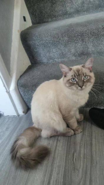 9 months old Siberian cat for sell