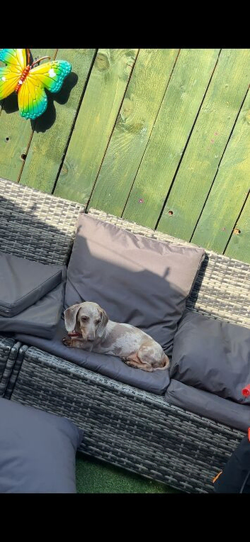 Miniature Dachshund