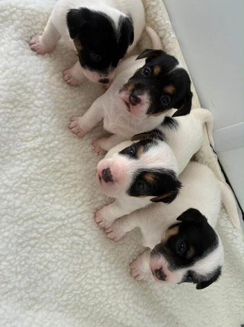 Adorable Jack Russel pups for sale