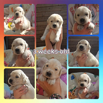 Kc registered big chunky pups