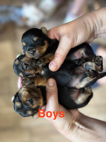 Toy Size Yorkshire Terriers Puppies BOYS ONLY