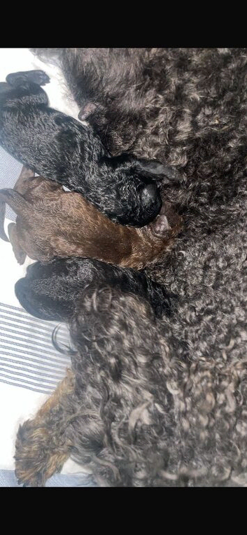 TOY POODLES puppies!!!