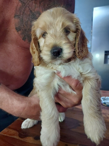 F2 cockerpoo female