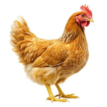 STOCK REDUCTION- variety of hens and cockerels available