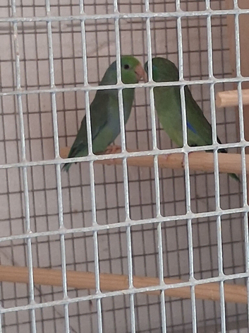 pair of parrotlet