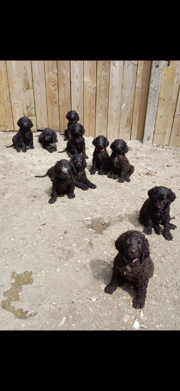 irish water spaniel pups