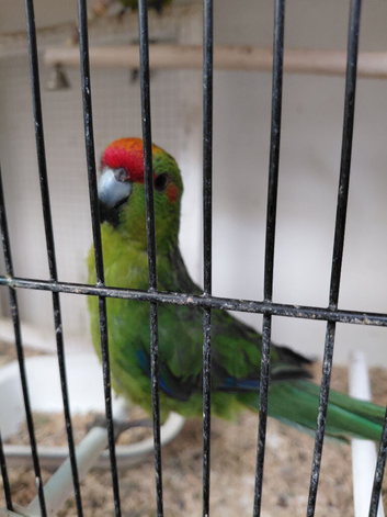Kakariki for sale.
