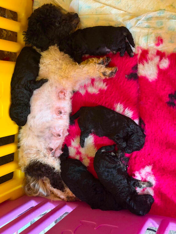 4 toy poodle boys
