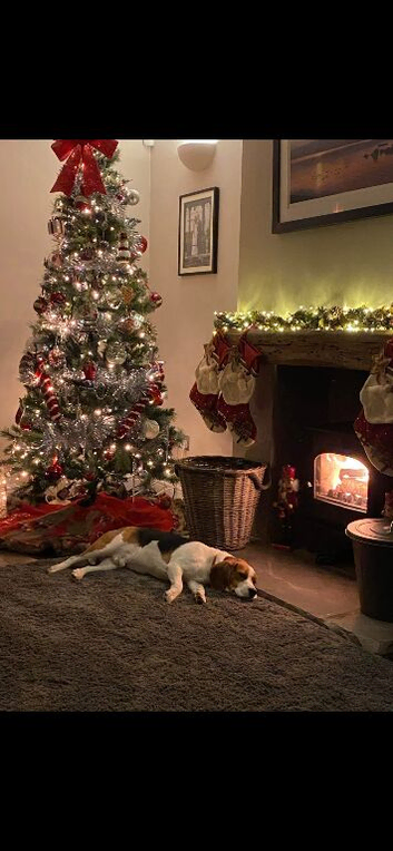 Beagle needs new home