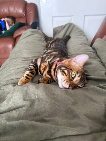 TICA Registered Male Cat Available for Stud &ndash; Max