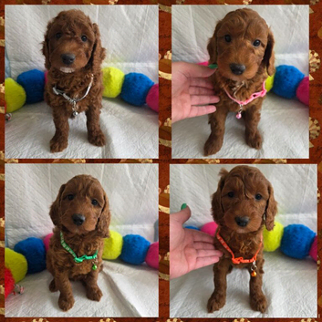 Superb Rare Toy/Mini Deepest Red Irish Doodles