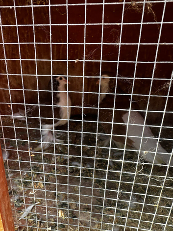 Lahori Pigeons