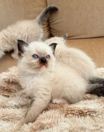 Beautiful Ragdoll kittens!