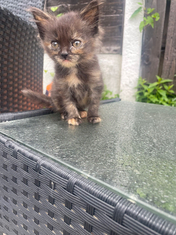 Tortie female Persian x