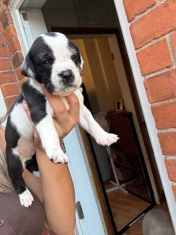 Standard bully not xl