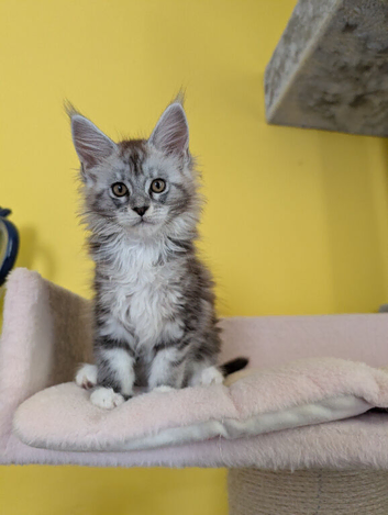 TICA Registered Maine Coon Kittens
