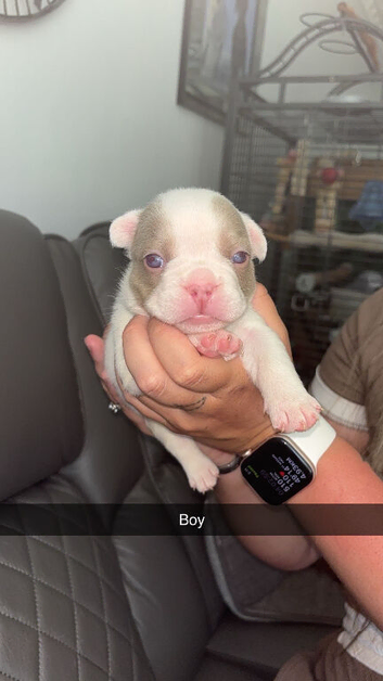 Frenchie pups