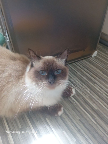 Pure ragdolls kitten's