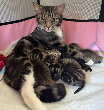 X2 Adorable tabby cats available to leave