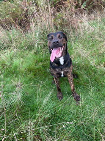 Presa canario puppy
