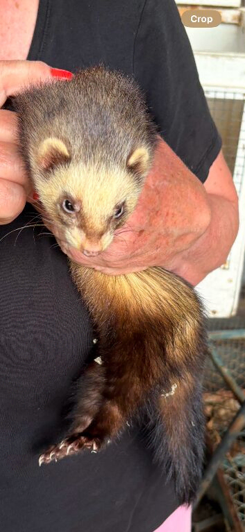 Mollie and Marie..Adorable Friendly Pet  Ferrets