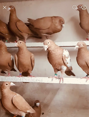 Mulemans racing pigeons