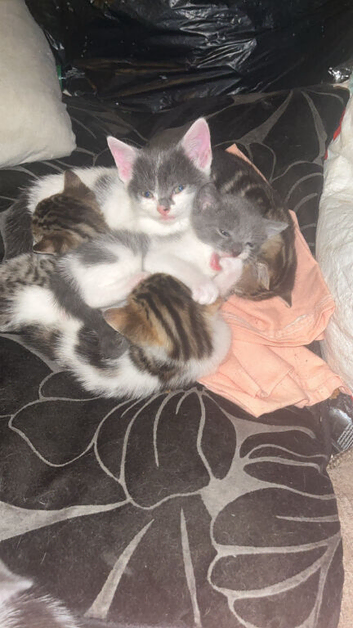 Kittens for sale