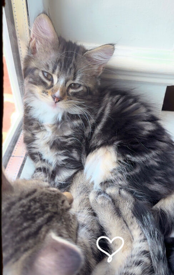 Stunning cross fluffy Bengal kittens
