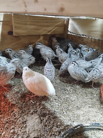 Snow flake bob white quails  lovely birds