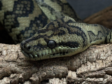 Carpet Python Jungle x Coastal