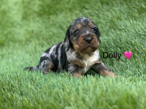Outstanding Cocker Spaniel Puppies