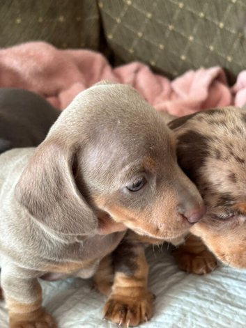Miniature Dashunds for sale
