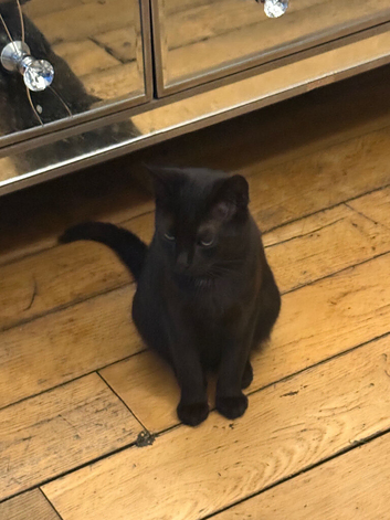 Amazing black boy kitten