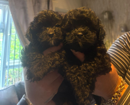Beautiful shihpoo puppies looking for there forever homes