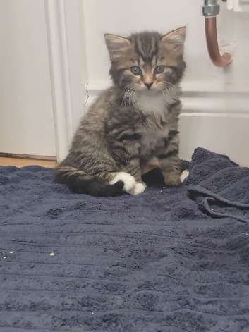 9 week kitten