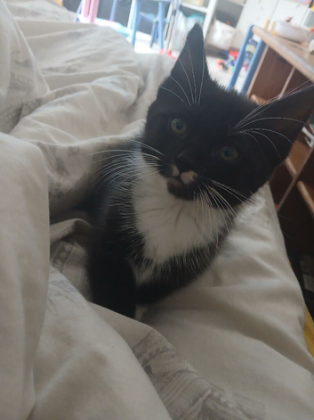 1 male tuxedo kitten available