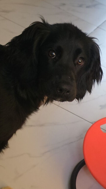 Beautiful sprocker spaniel