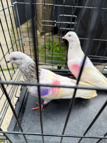 Pakistani highflying pair