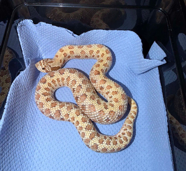 Remaining Hognose CB25/CB26